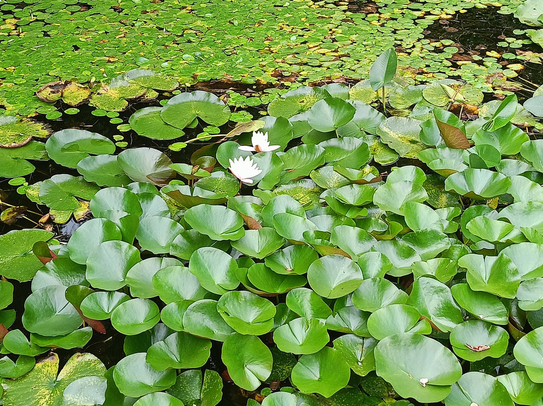 Botanical Garden-Institute-海参崴必去景点