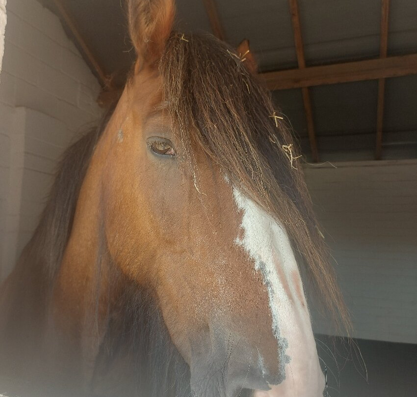 Hillside Animal Sanctuary-Frettenham必去景点