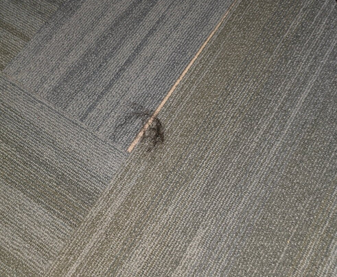 Hampton Inn Detroit/roseville主图