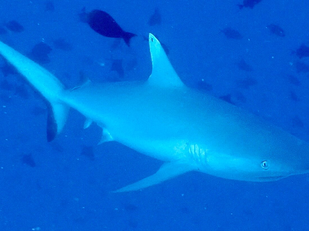 IDive Thudufushi-Thudufushi Island必去景点