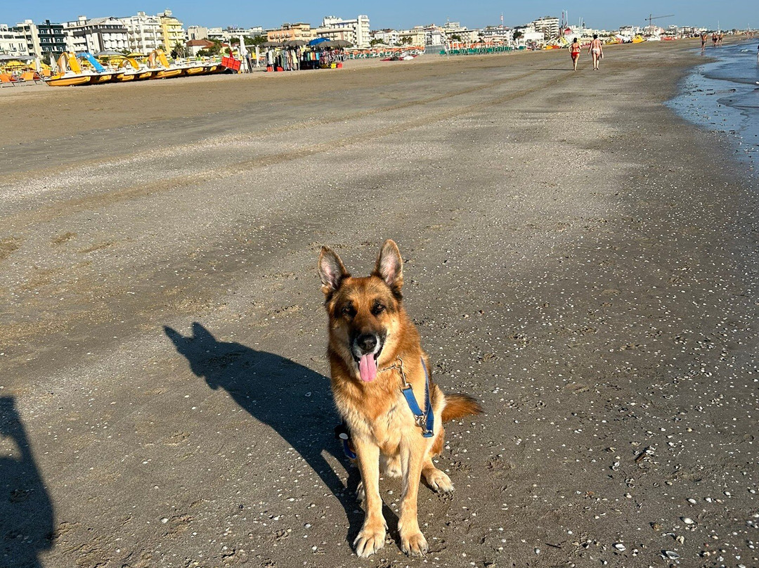 Rimini Dog No Problem - Bagno 81-里米尼必去景点