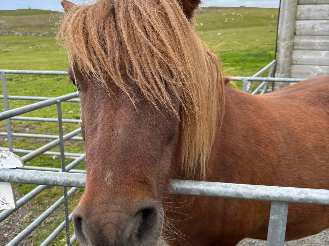 The Shetland Pony Experience-Papil必去景点