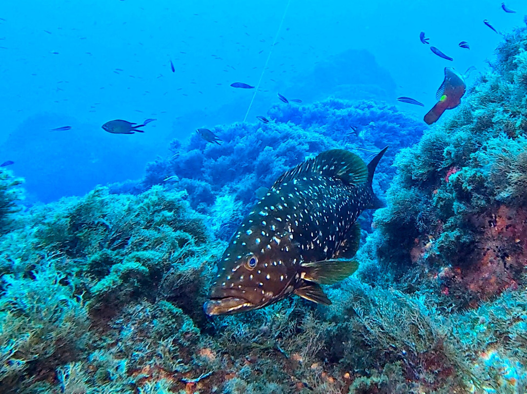 Octopus Diving Center-Praia da Vitória必去景点