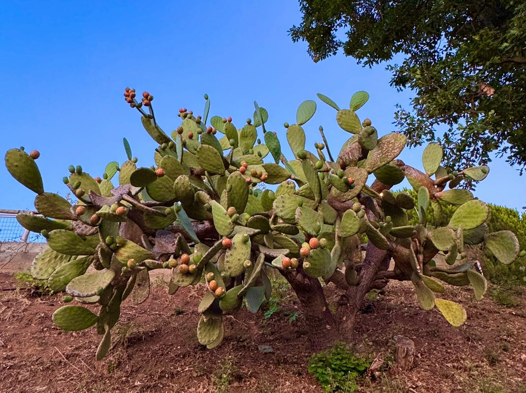 Agriturismo Livadia主图