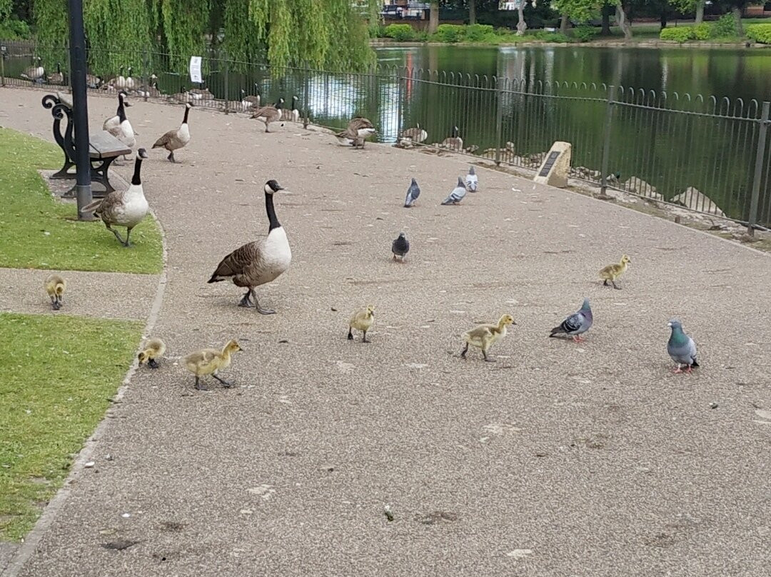 Walsall Arboretum-沃尔萨尔必去景点