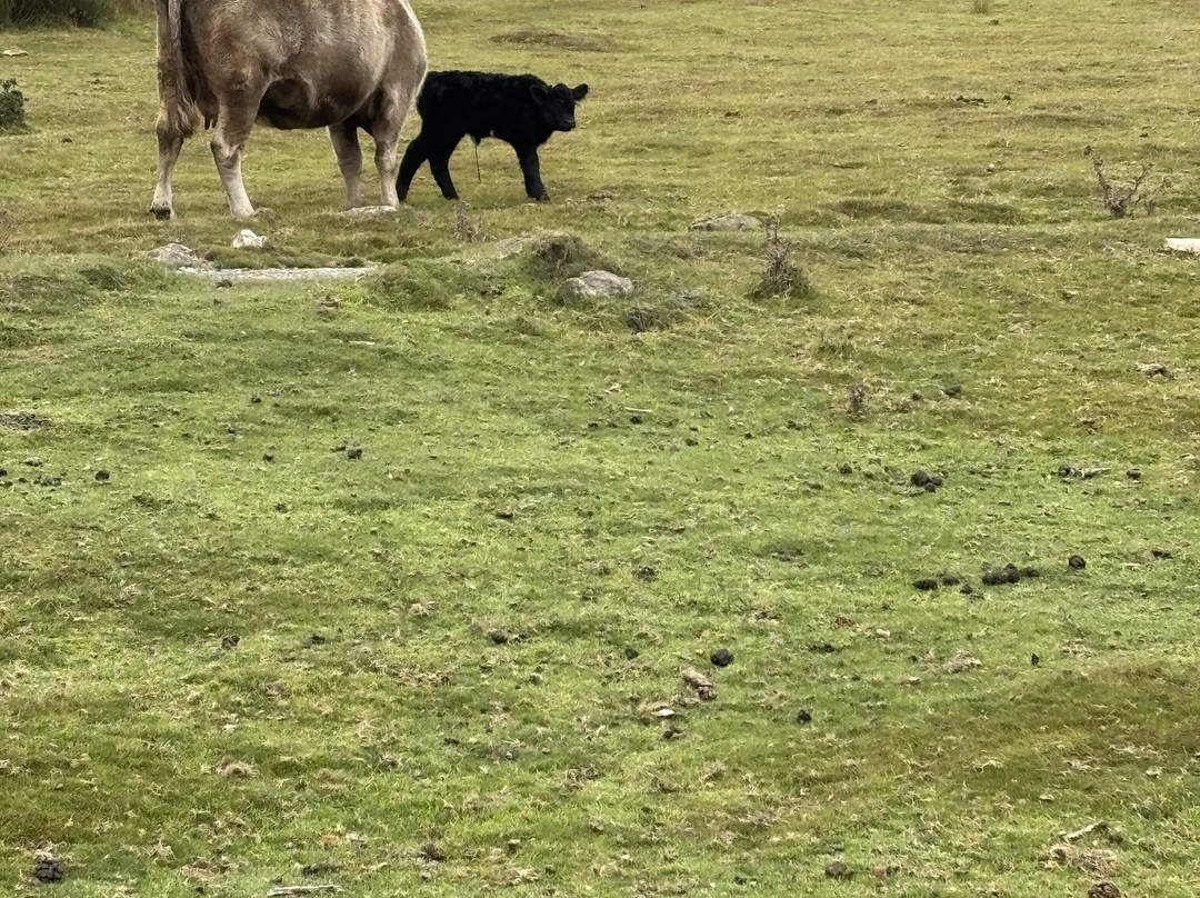 Wheal Tor Hotel & Glamping主图