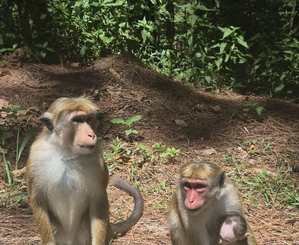 Exotic Island Tours - Private Driver Sri Lanka-Ganemulla必去景点