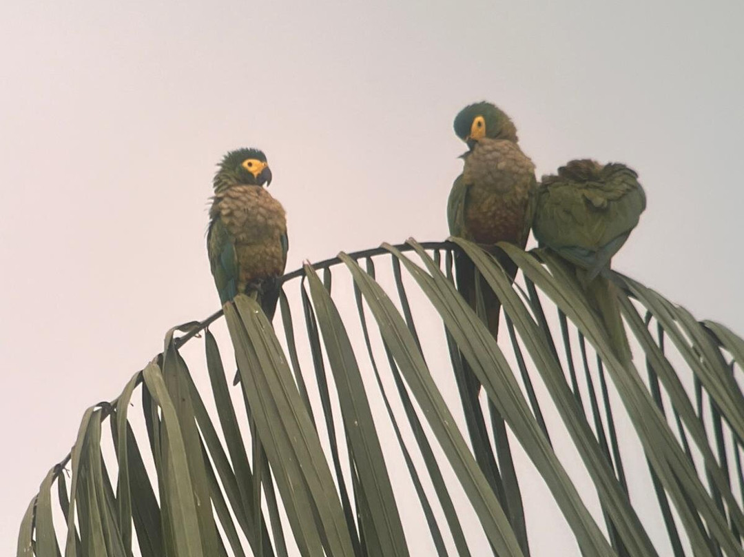 Peru Amazon Expeditions-Manu必去景点