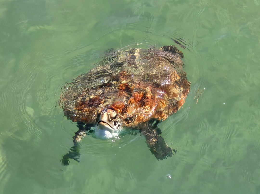 Urangan Pier-尤兰根必去景点