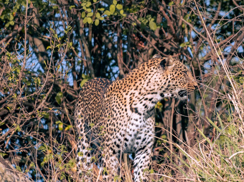 Glitzy Safaris-阿鲁沙必去景点