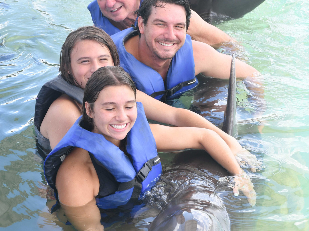 Dolphin Connection-Duck Key必去景点