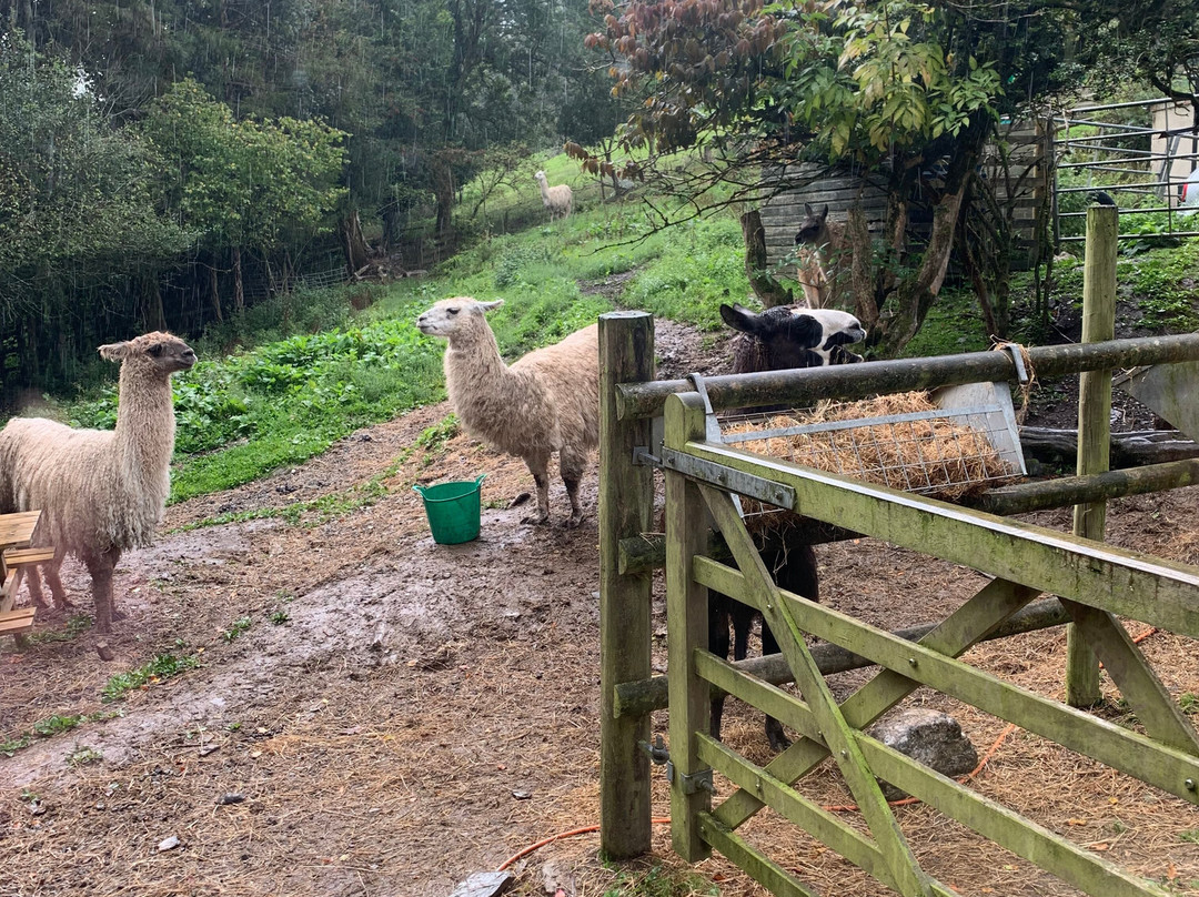 Pembrokeshire Llama Sanctuary-Llandissilio必去景点
