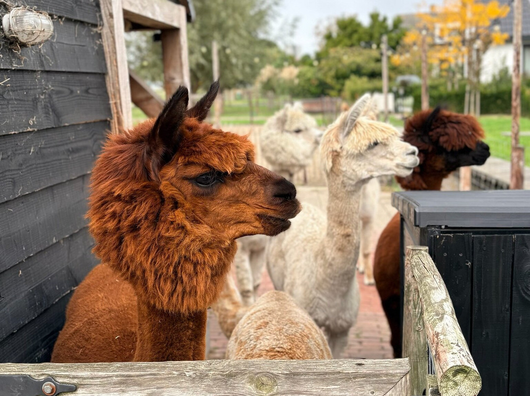 AlpaCasa-Nieuwerkerk aan den Ijssel必去景点