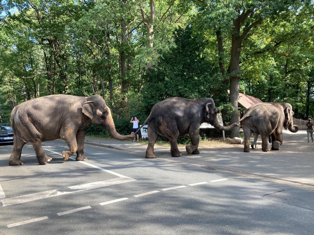 Tierpark Ströhen - Der Entdeckerzoo-Strohen必去景点