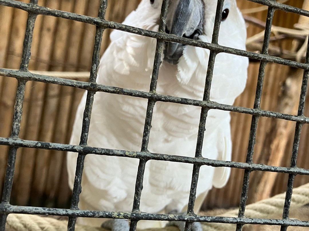 Call Of The Wild Zoo-South Woodham Ferrers必去景点