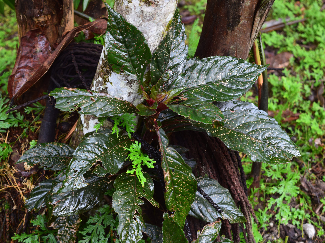 Kurupira Cabin Floating主图