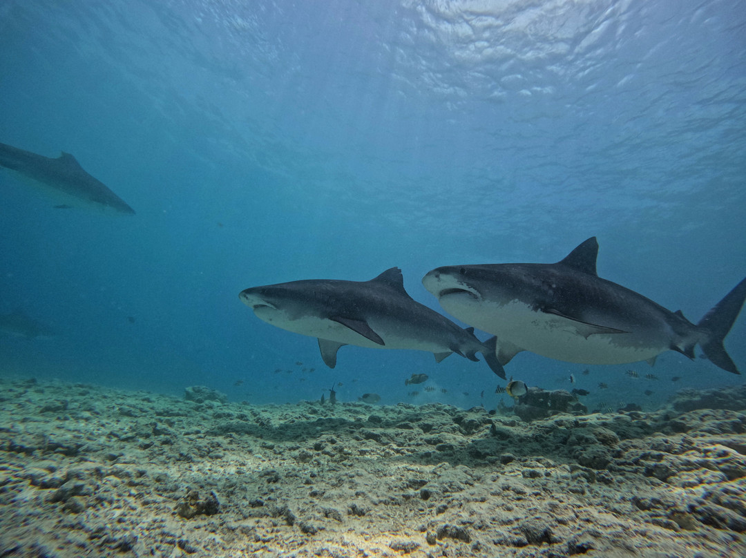 Fuvahmulah Scuba Club主图