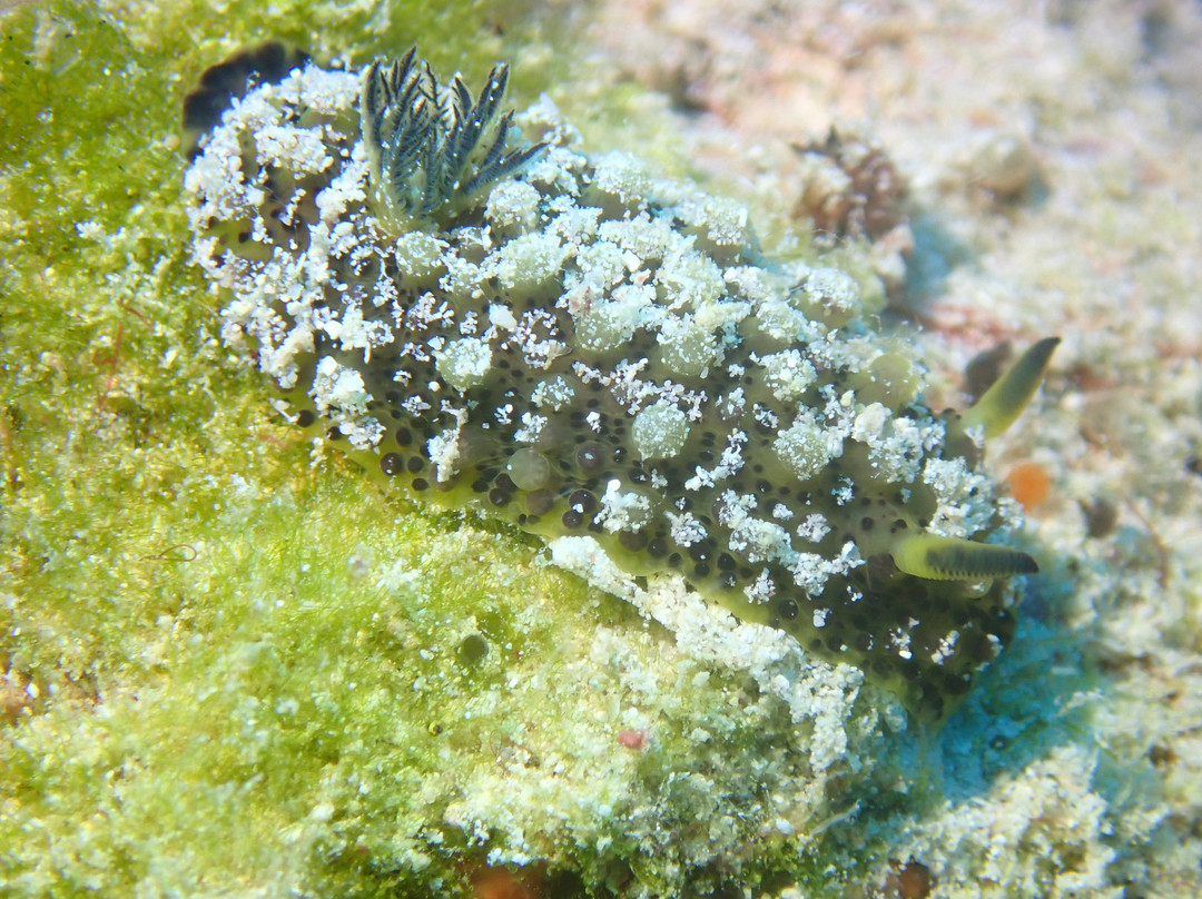 Just Diving-Bain Boeuf必去景点