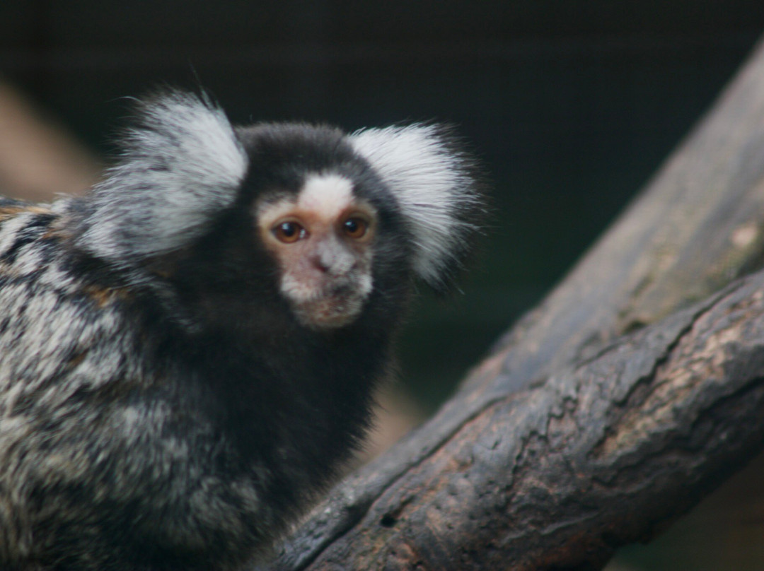 World of Birds-开普敦中心区必去景点