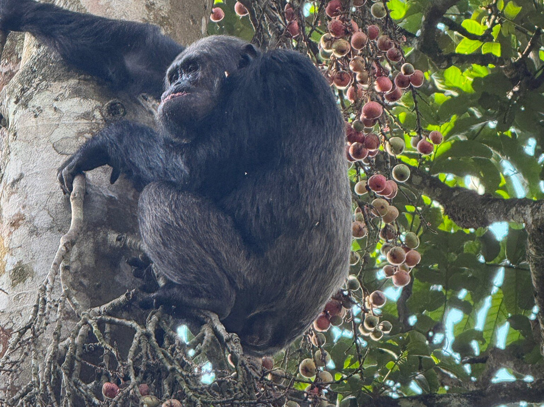 Primate Safaris-吉佳利必去景点