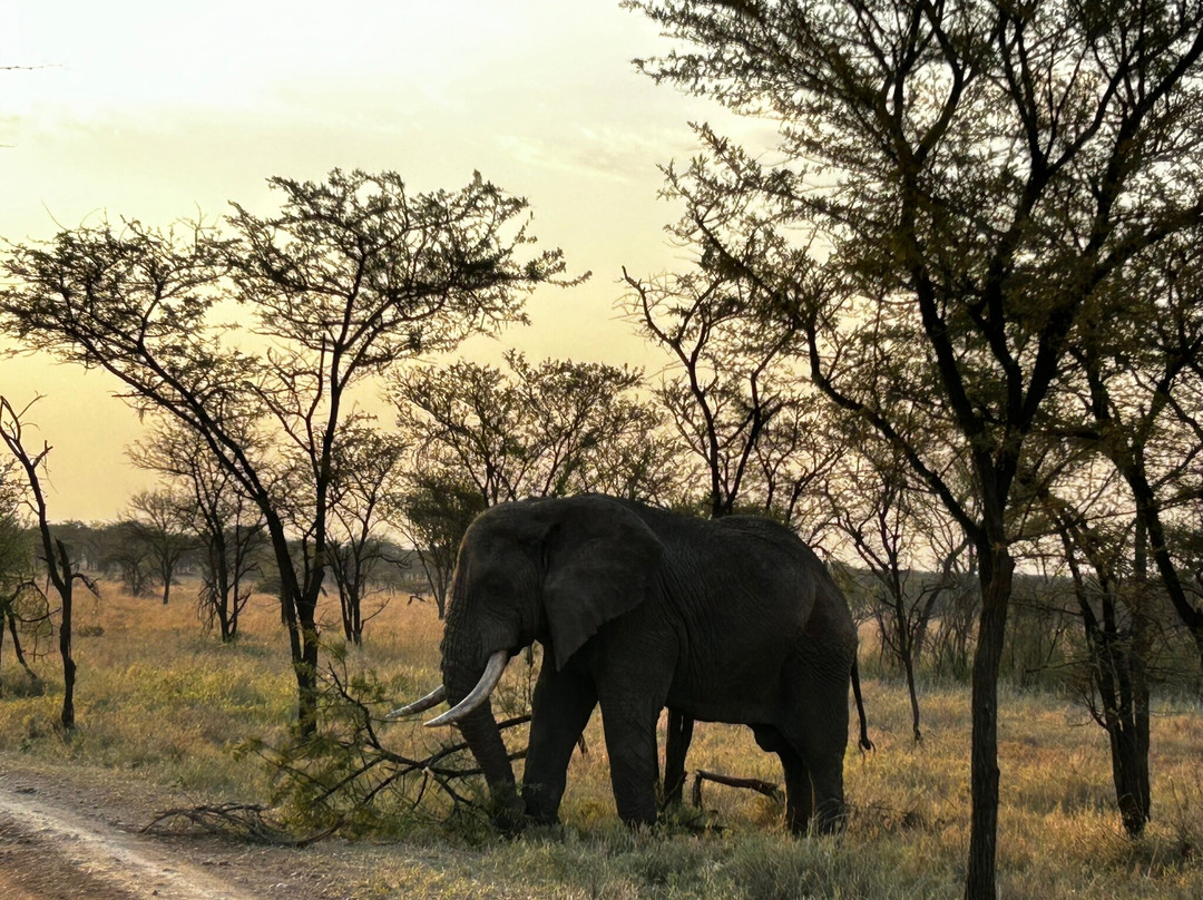 Caracal Tours & Safaris-莫西必去景点