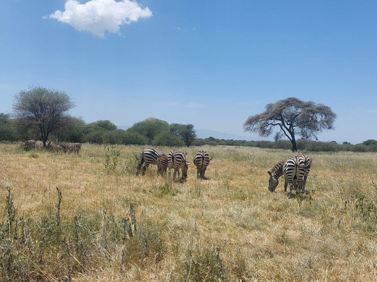 Etro Tours and Safaris-莫西必去景点