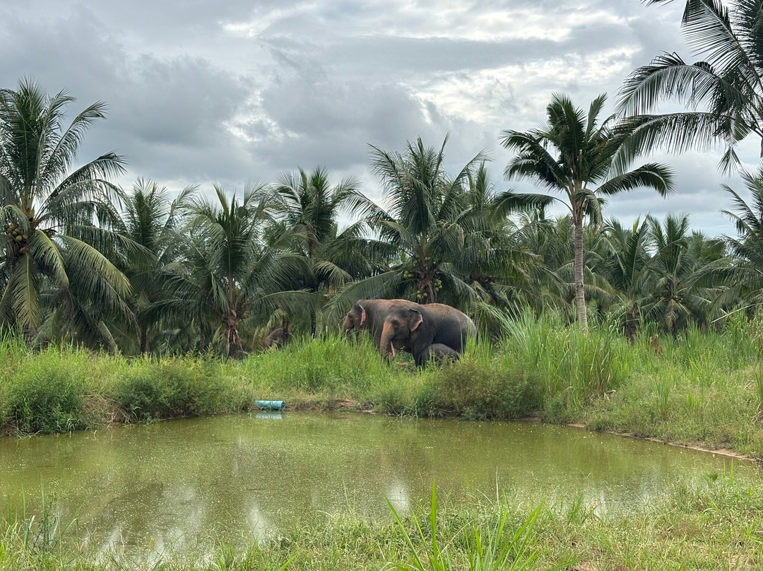 Living Green Elephant Sanctuary-清迈必去景点