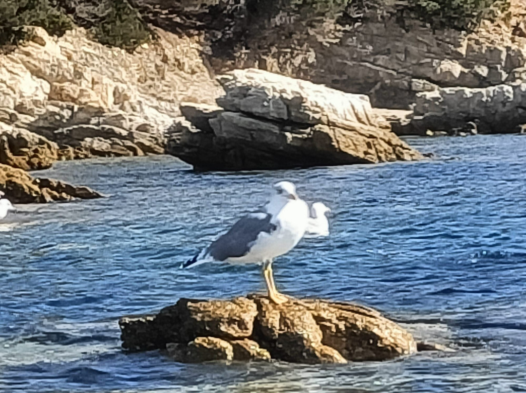Spiaggia di Cala Moresca-Golfo Aranci必去景点