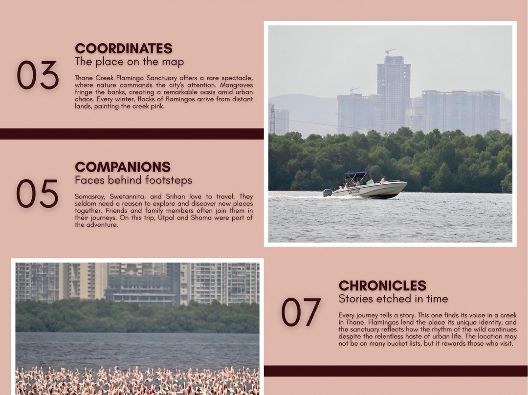 Thane Creek Flamingo Sanctuary-新孟买必去景点