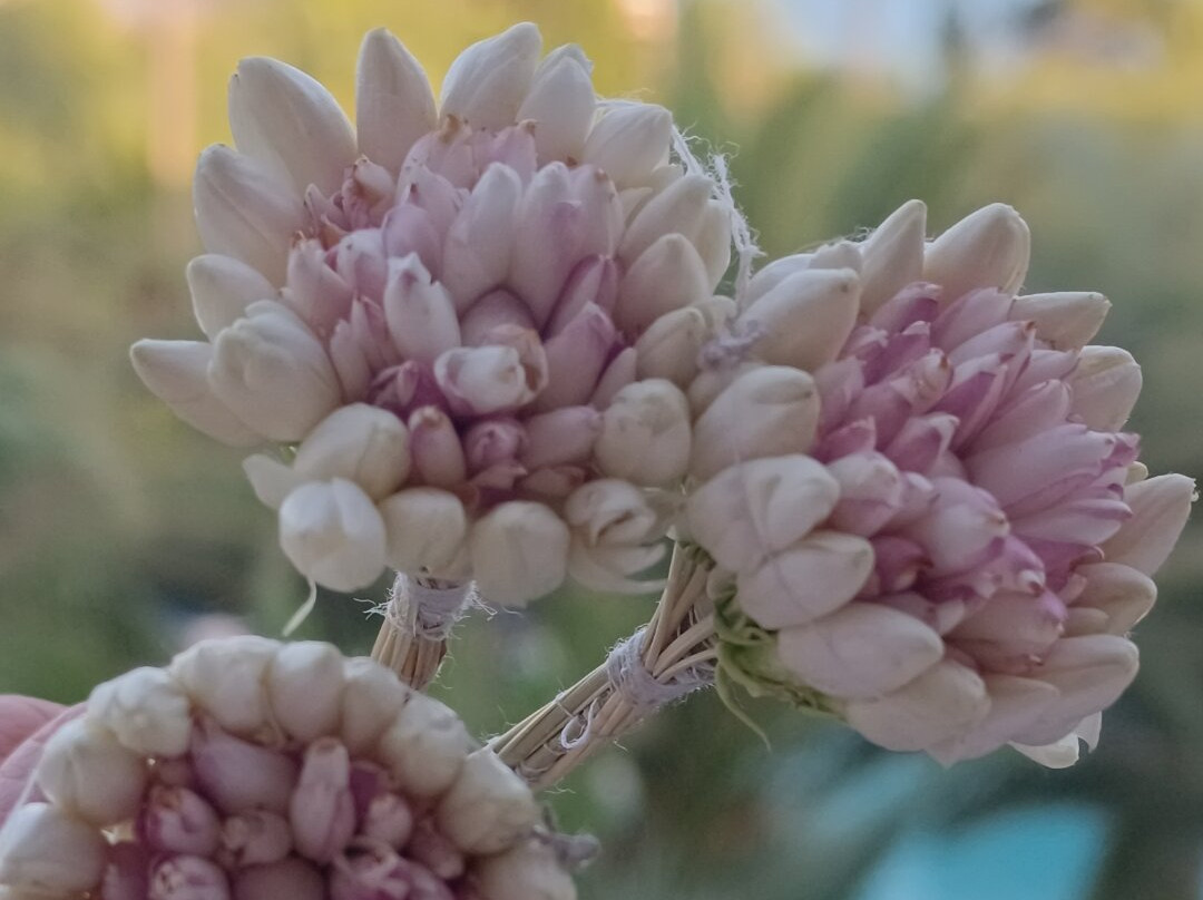 Mediterranee Thalasso Golf主图