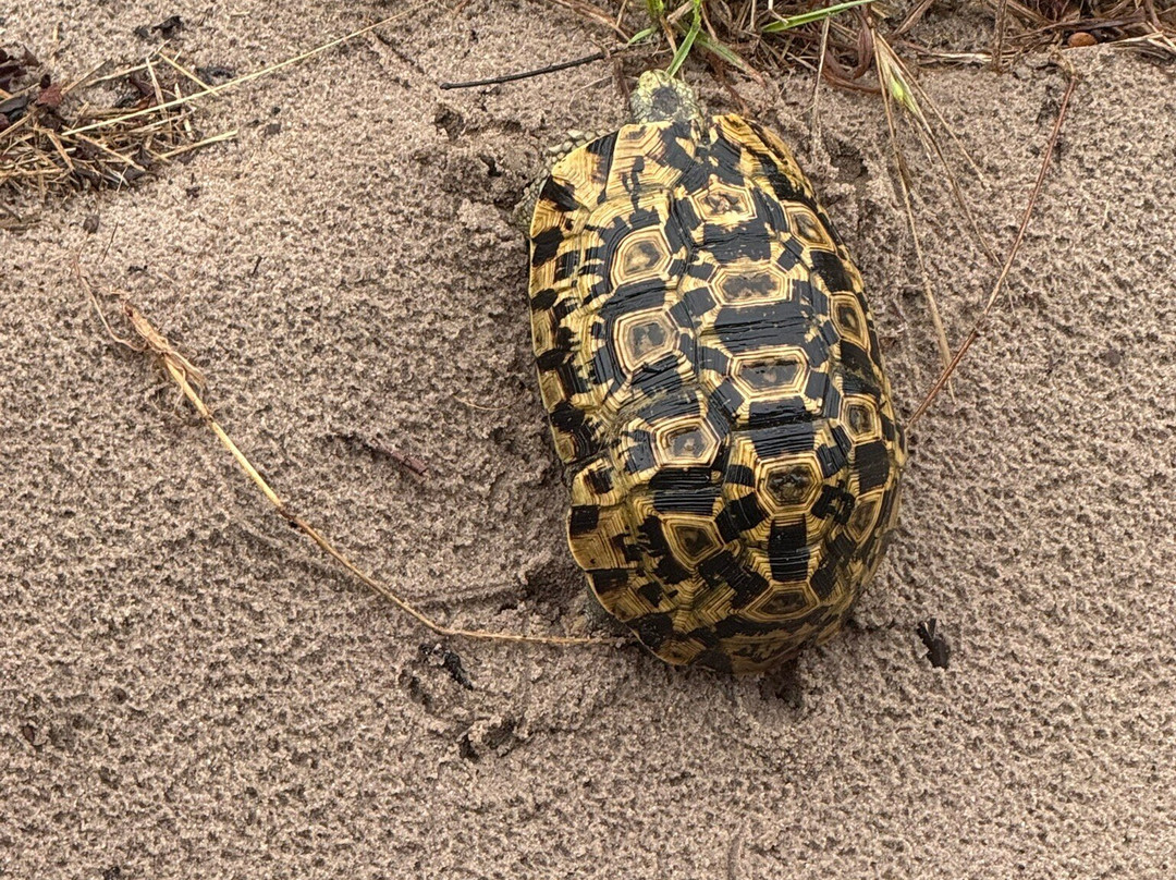Tembe Elephant Park-Sihangwane必去景点