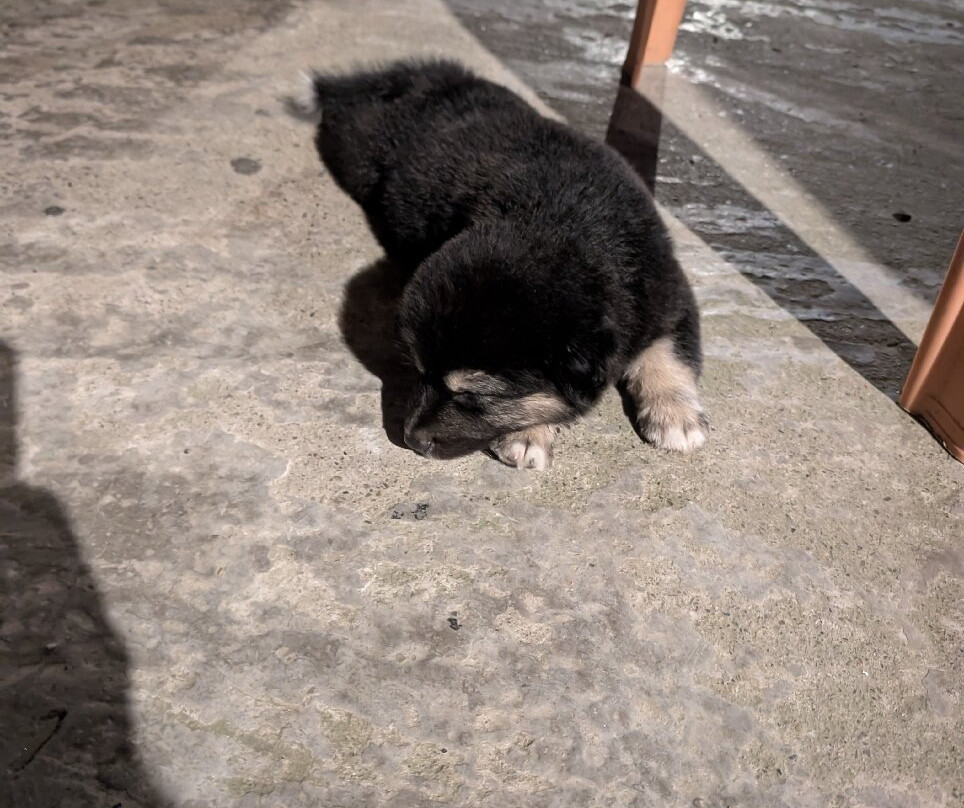 Nepal Dynamic Eco Tours & Services-奇旺国家公国必去景点