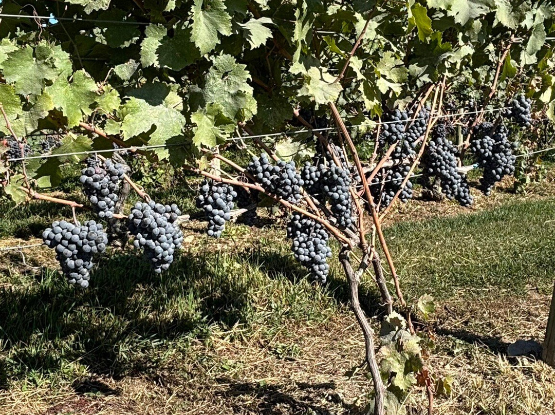 Millbrook Vineyards & Winery-Millbrook必去景点