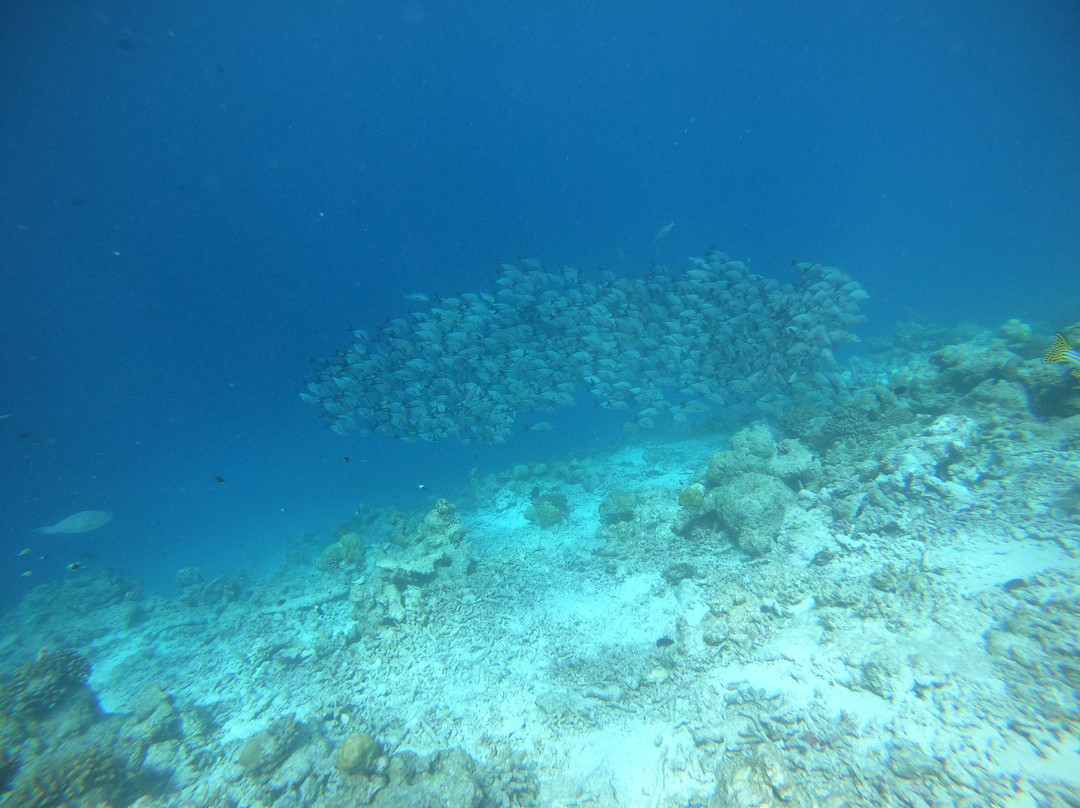 Paradise Rasdhoo Maldives