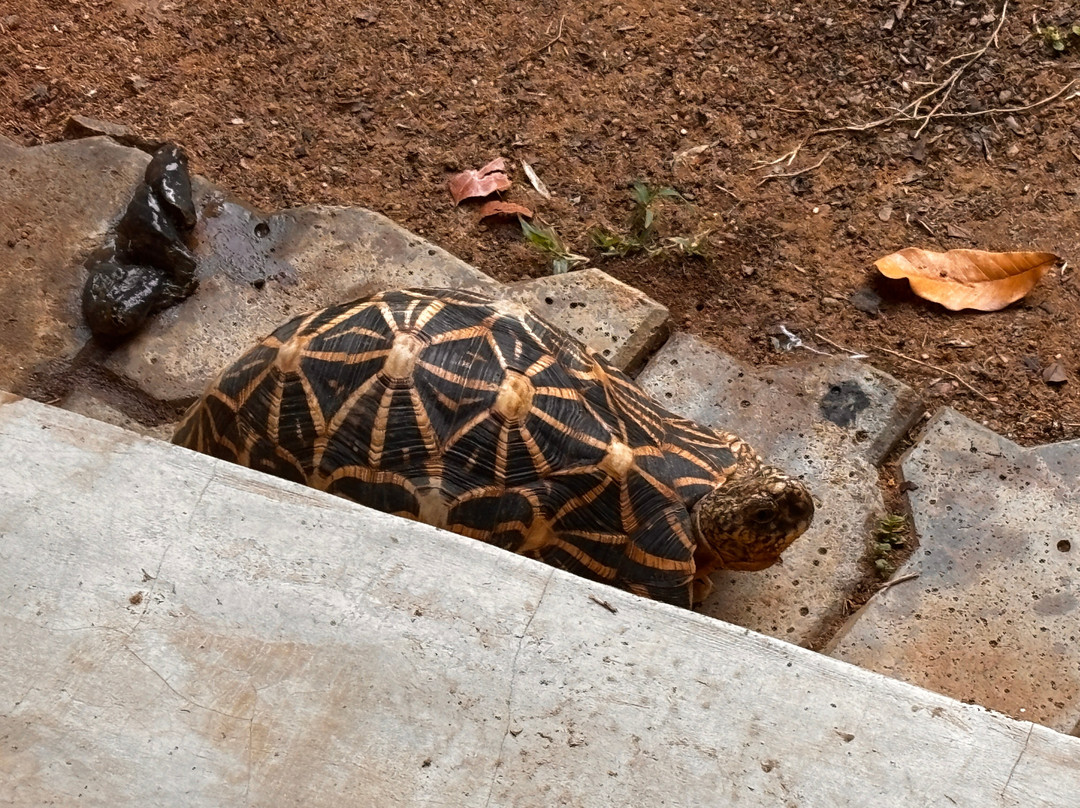 尼尔迪亚曼卡达野生度假酒店主图