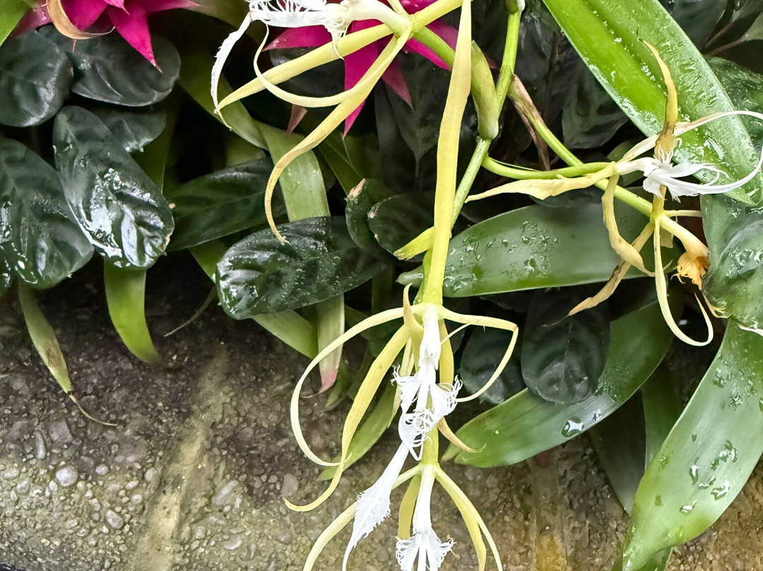 Lady Norwood Rose Garden-惠灵顿必去景点