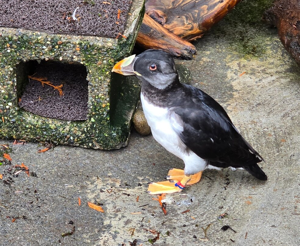 Point Defiance Zoo & Aquarium-塔科马必去景点