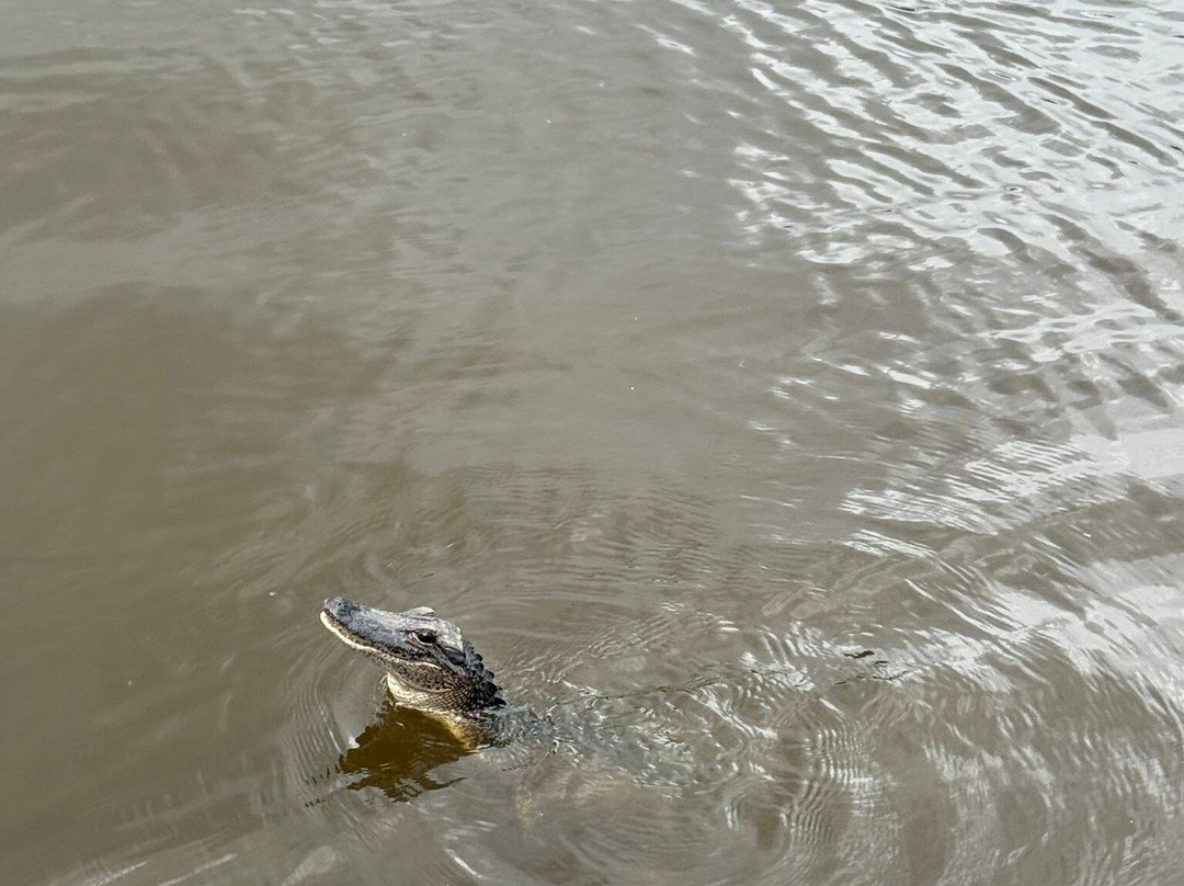 Louisiana Swamp Tours-布里奥克斯桥必去景点