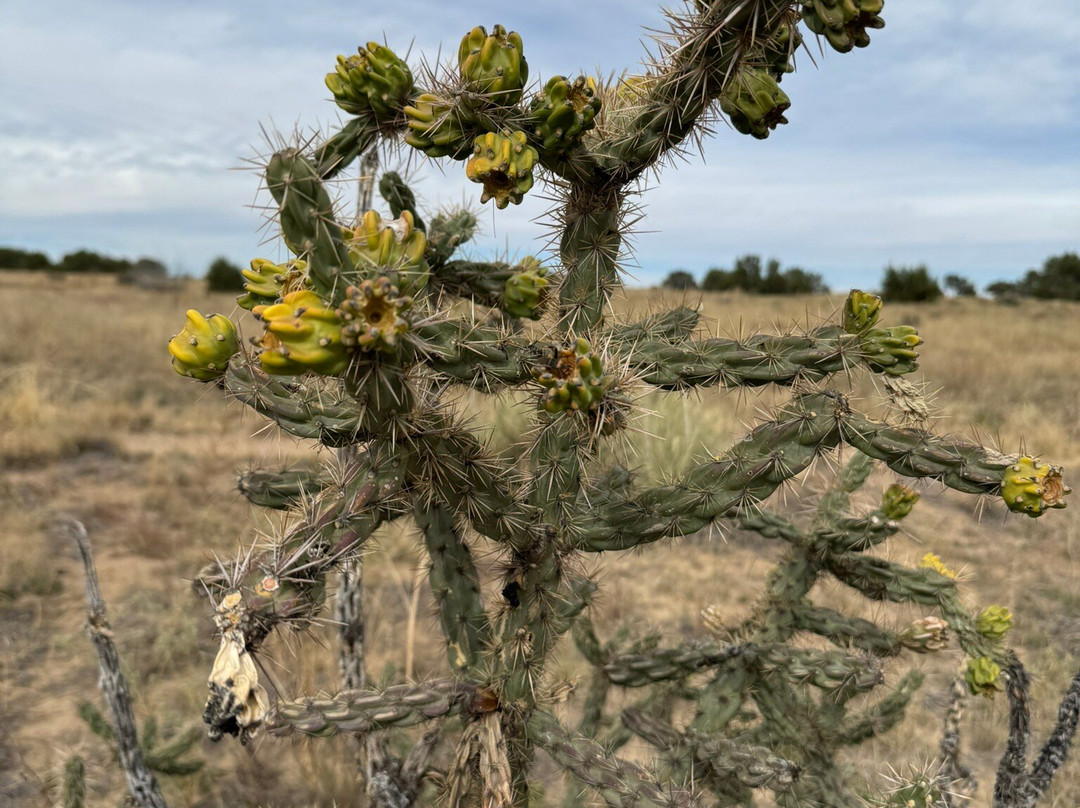 Vogel Canyon-La Junta必去景点