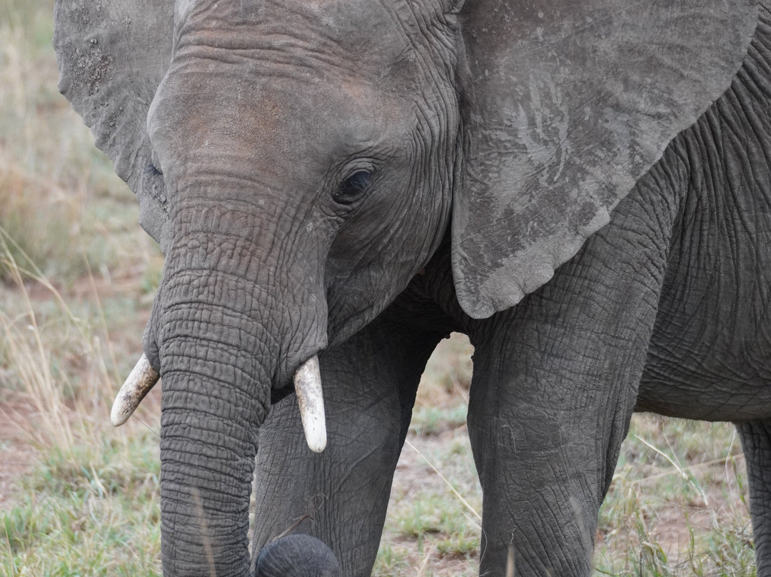 Tazama Africa Tours and Safari-阿鲁沙国家公园必去景点