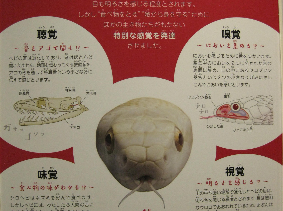 Iwakuni Shirohebi Museum-岩国市必去景点