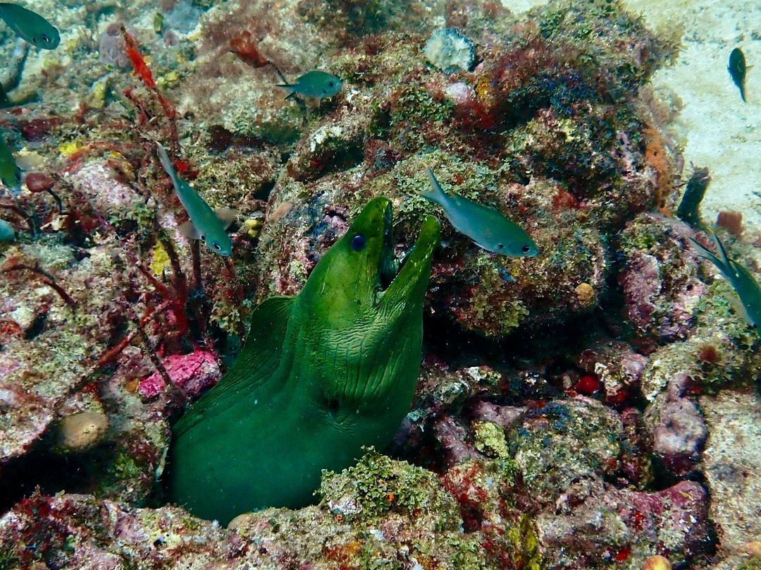 Deefer Diving Carriacou-Hillsborough必去景点