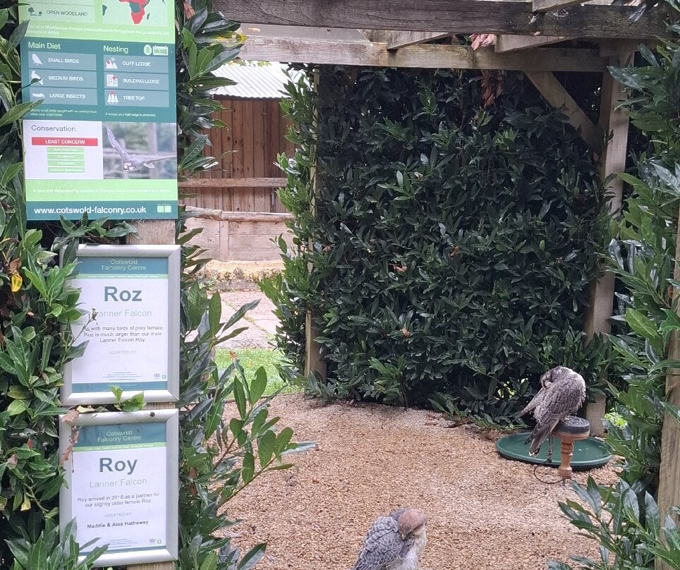 Cotswold Falconry Centre-莫顿因马什必去景点