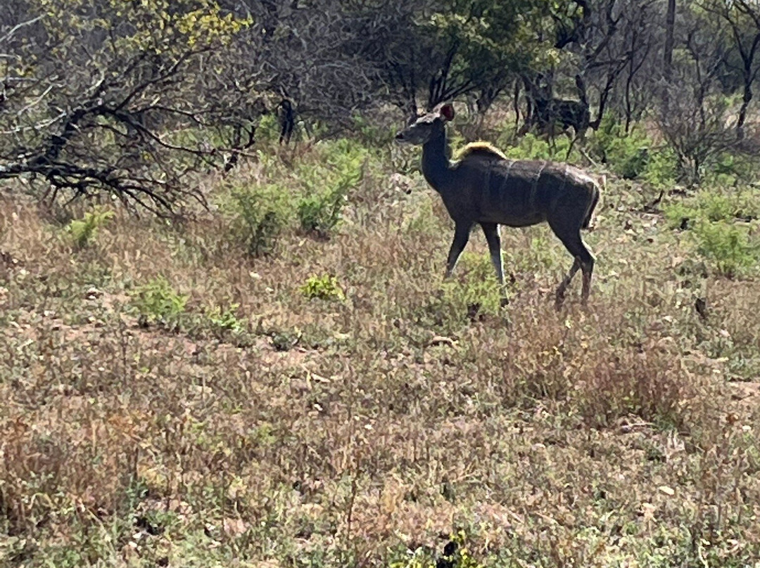 Safari With Us - Day Tours-约翰内斯堡必去景点
