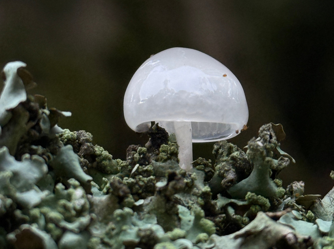 Wild New Forest Guided Tours-利明顿必去景点