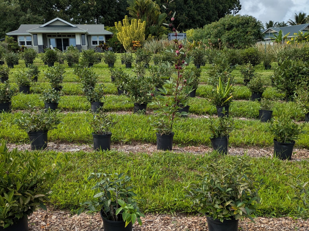 Ancient Leaf Tea-帕派科欧必去景点