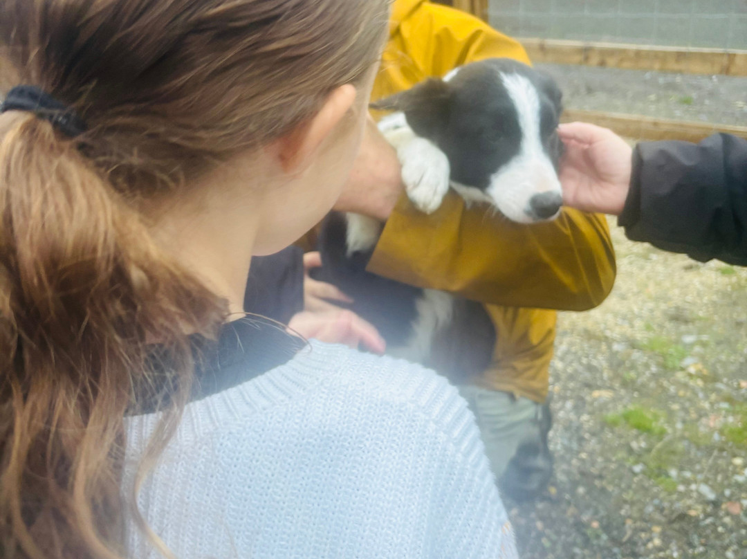 Sheep Smarts-Rathdrum必去景点