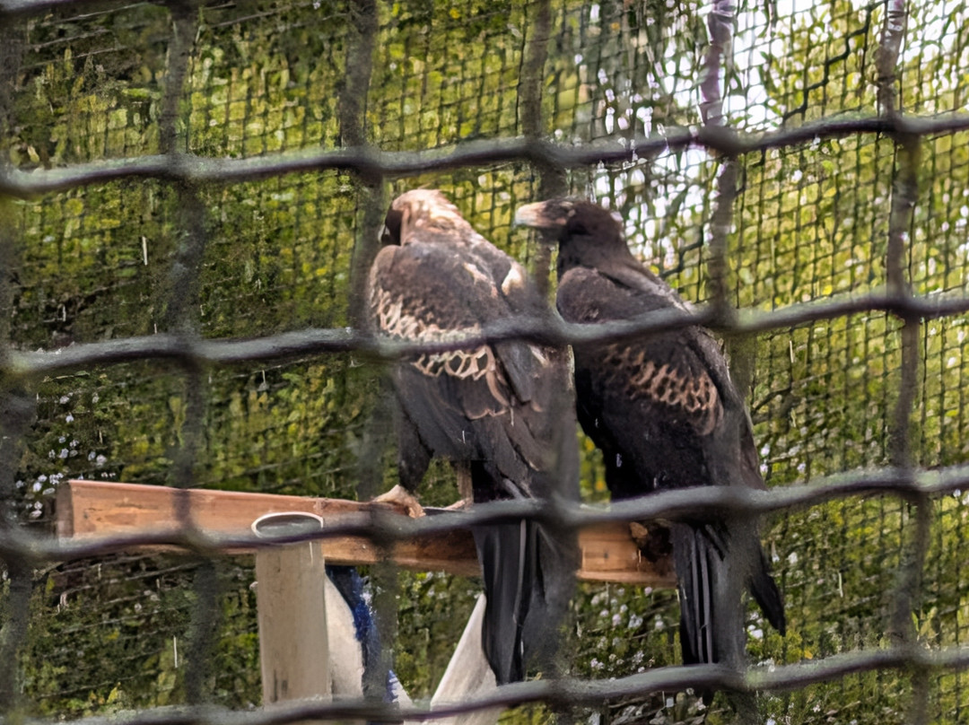 Raptor Refuge-Kettering必去景点