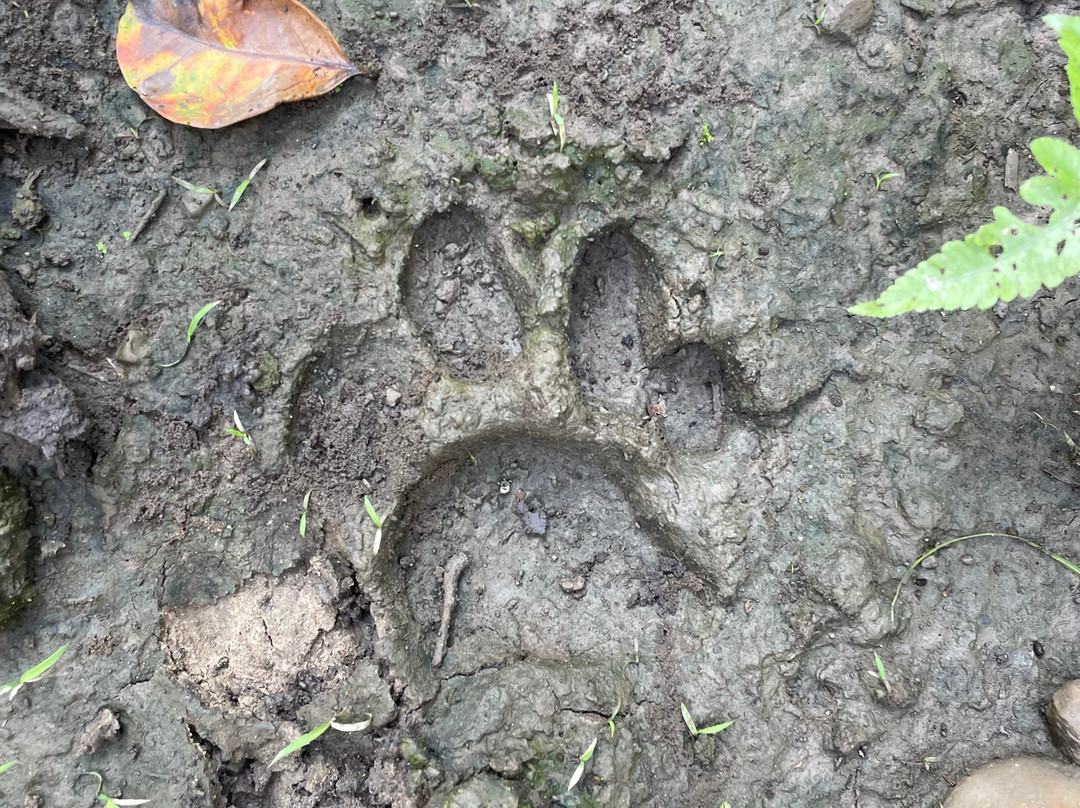 Nepal Dynamic Eco Tours & Services-奇旺国家公国必去景点