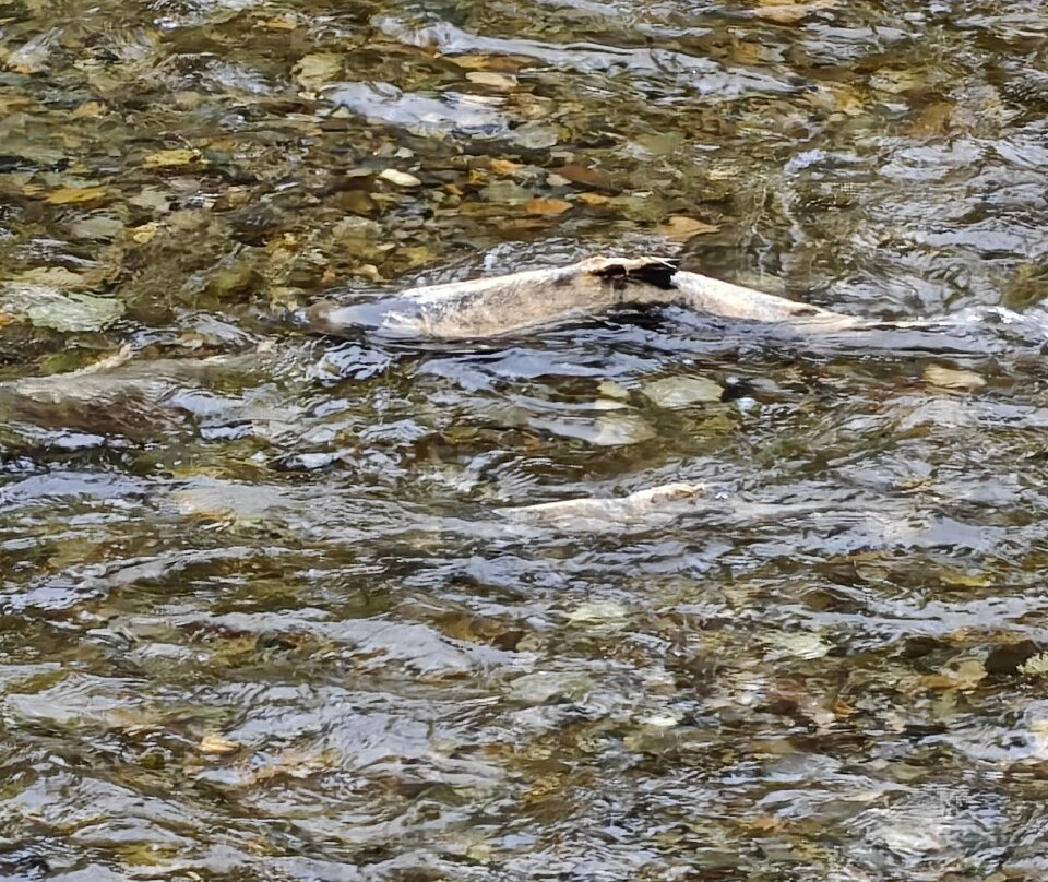 Goldstream Provincial Park-兰福德必去景点